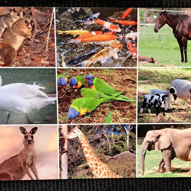 Picture Bingo Game - Animals